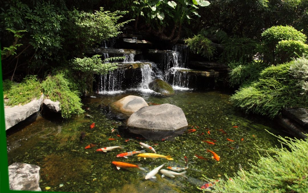 Outdoor Ponds & Water Gardens in Springfield, MA & Hartford, CT