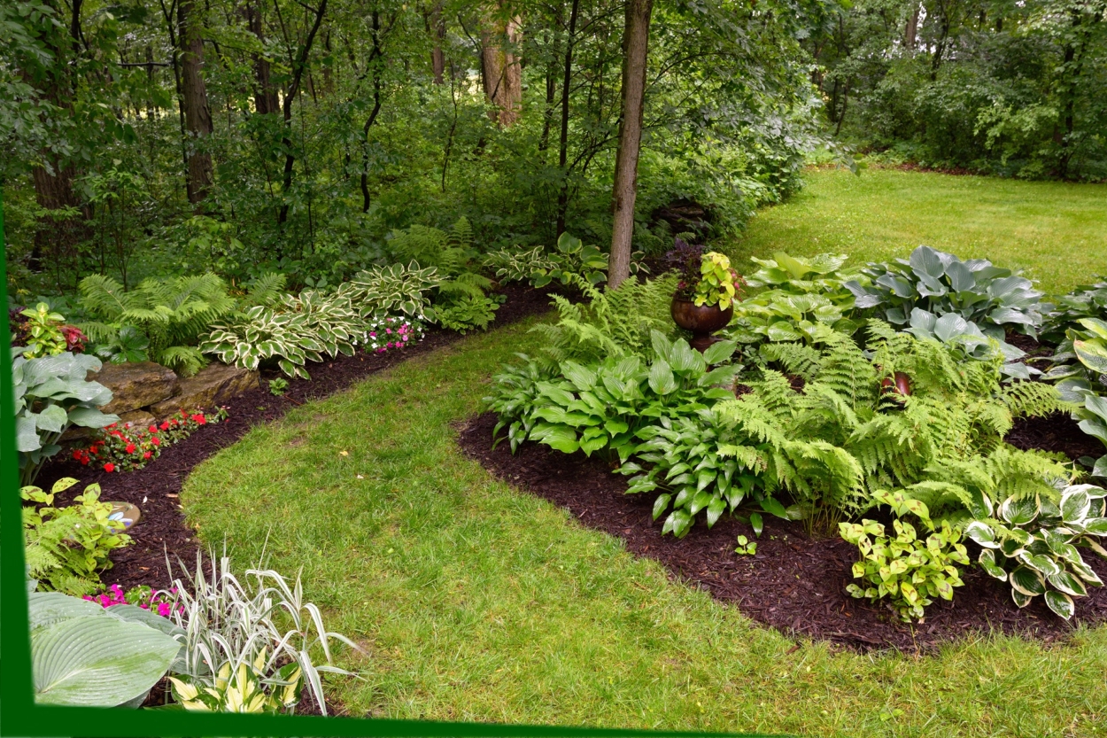 Tree & Shrub Plantings  by Environmental Design and Landscaping